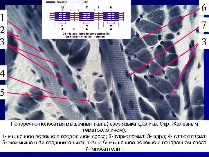 1 2 3 6 7 3 4 5 Поперечно-полосатая мышечная ткань( срез языка кролика.