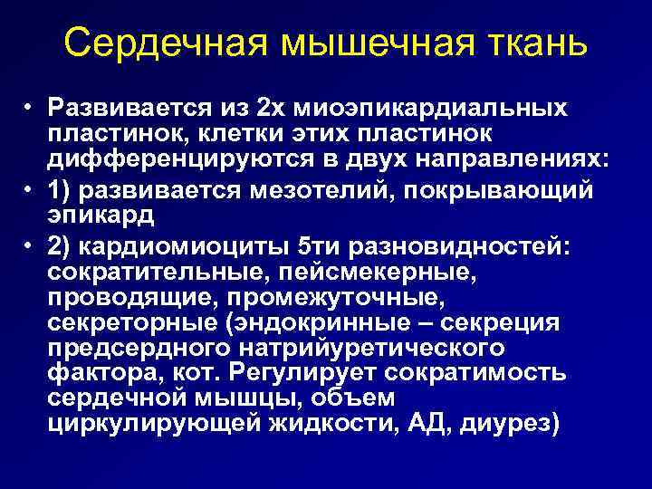 Сердечная мышечная ткань • Развивается из 2 х миоэпикардиальных пластинок, клетки этих пластинок дифференцируются