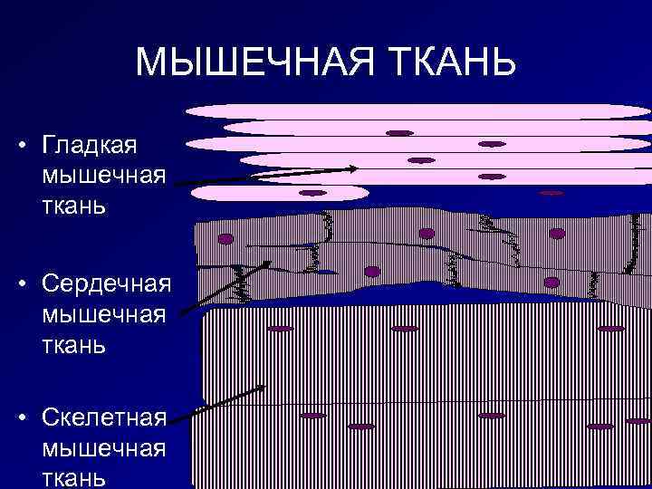 MЫШЕЧНАЯ ТКАНЬ • Гладкая мышечная ткань • Сердечная мышечная ткань • Скелетная мышечная ткань