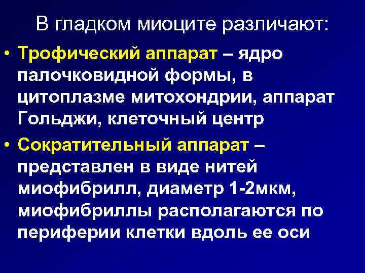 В гладком миоците различают: • Трофический аппарат – ядро палочковидной формы, в цитоплазме митохондрии,
