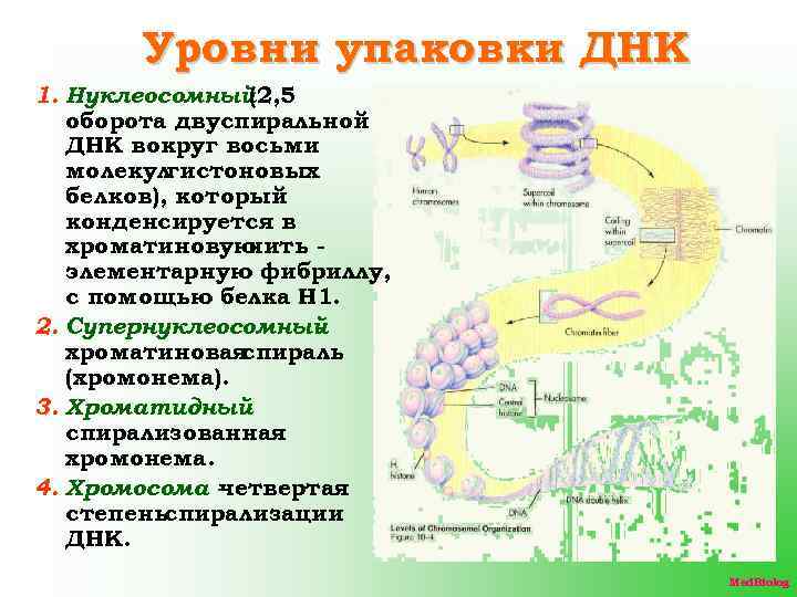 Уровни упаковки ДНК 1. Нуклеосомный (2, 5 оборота двуспиральной ДНК вокруг восьми молекулгистоновых белков),