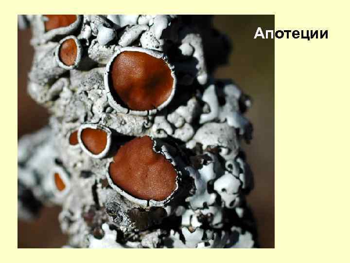 Апотеции 