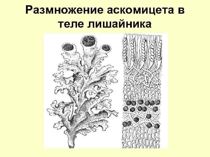 Размножение аскомицета в теле лишайника 