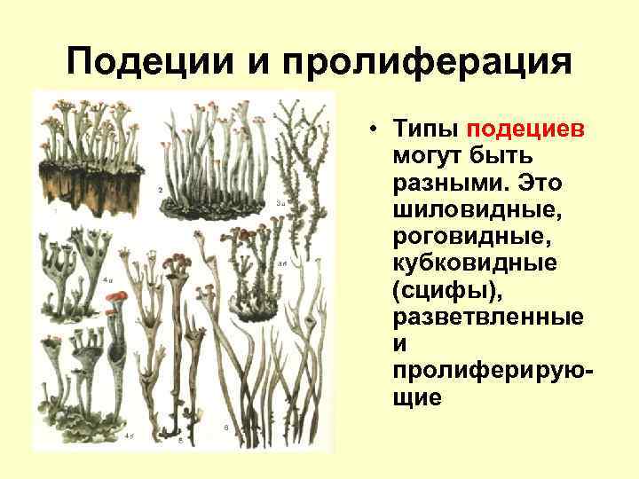 Подеции и пролиферация • Типы подециев могут быть разными. Это шиловидные, роговидные, кубковидные (сцифы),