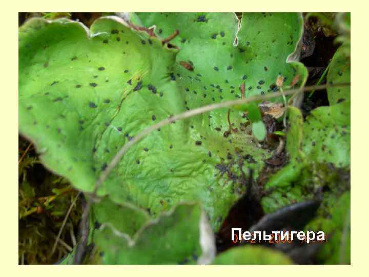 Пельтигера 