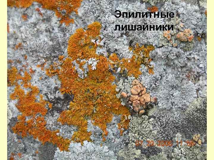 Эпилитные лишайники 