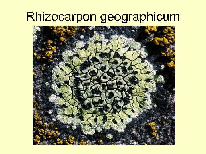 Rhizocarpon geographicum 