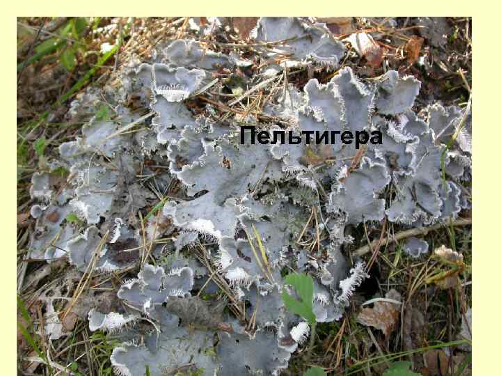 Пельтигера 