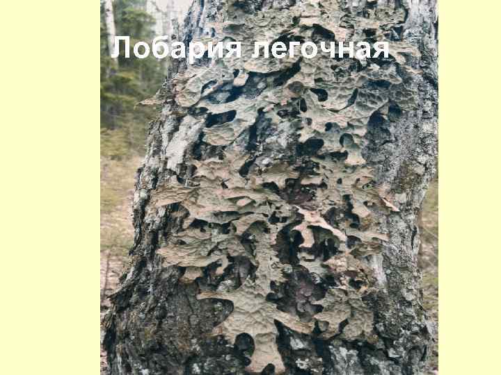 Лобария легочная 