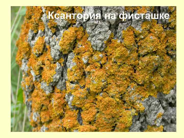 Ксантория на фисташке 