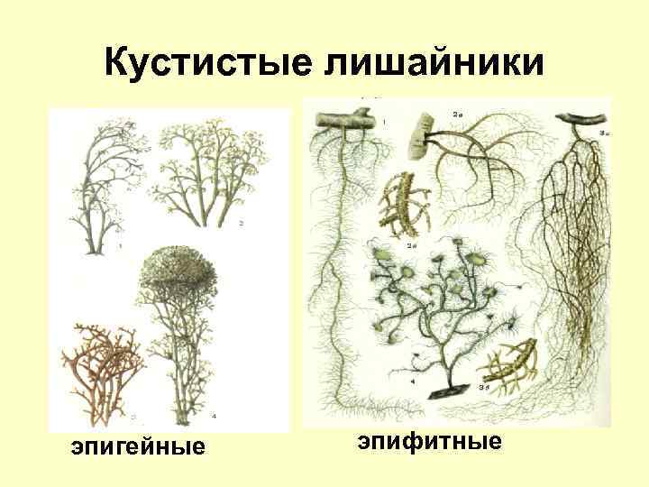 Кустистые лишайники эпигейные эпифитные 