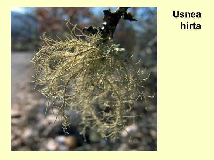 Usnea hirta 