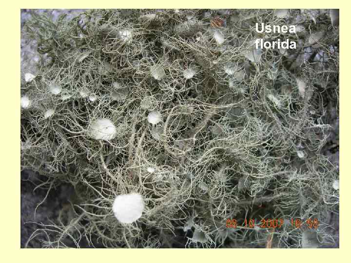 Usnea florida 
