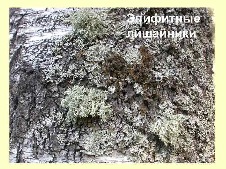Эпифитные лишайники 
