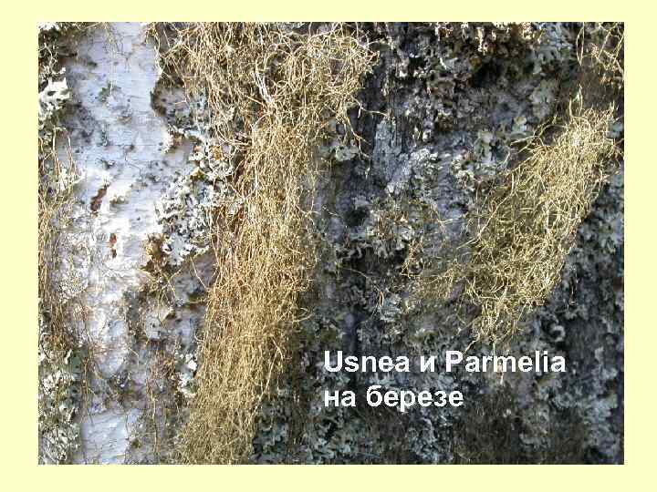 Usnea и Parmelia на березе 