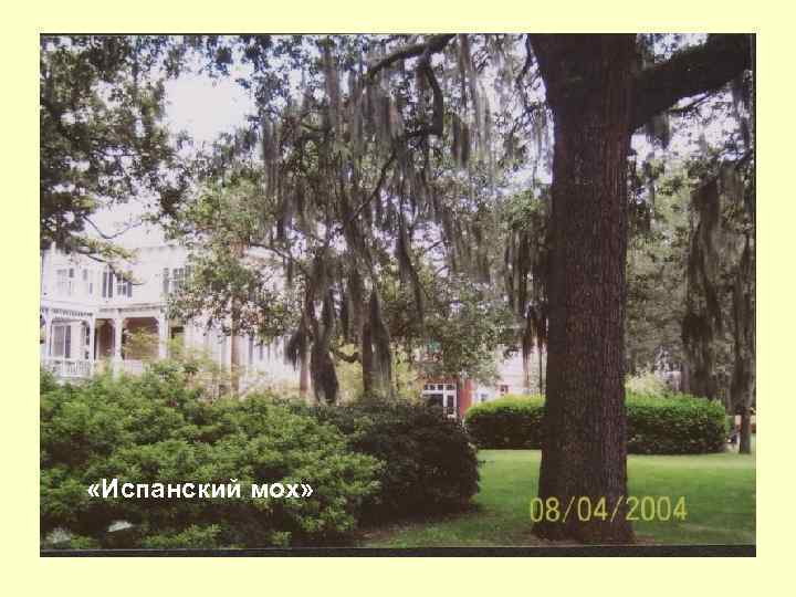  «Испанский мох» 