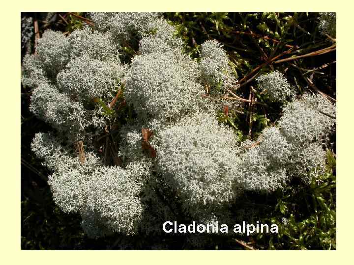 Cladonia alpina 