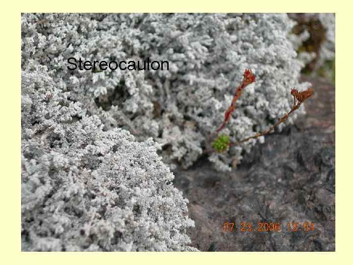 Stereocaulon 