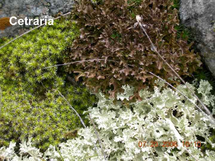 Cetraria 