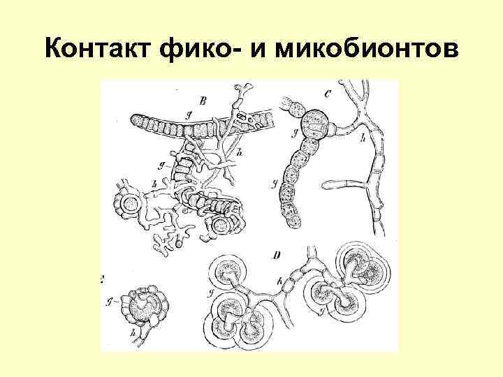 Контакт фико- и микобионтов 