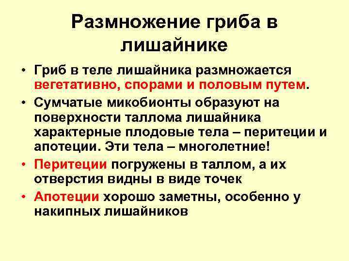 Размножение гриба в лишайнике • Гриб в теле лишайника размножается вегетативно, спорами и половым