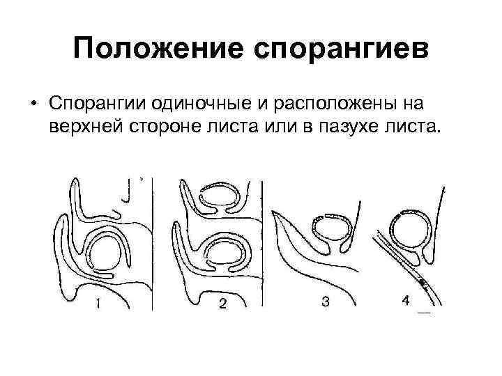 Положение спорангиев • Спорангии одиночные и расположены на верхней стороне листа или в пазухе