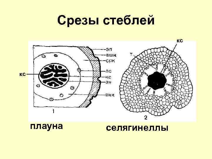 Срезы стеблей кс кс плауна селягинеллы 