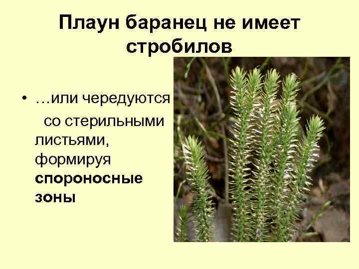 Плаун баранец не имеет стробилов • …или чередуются со стерильными листьями, формируя спороносные зоны