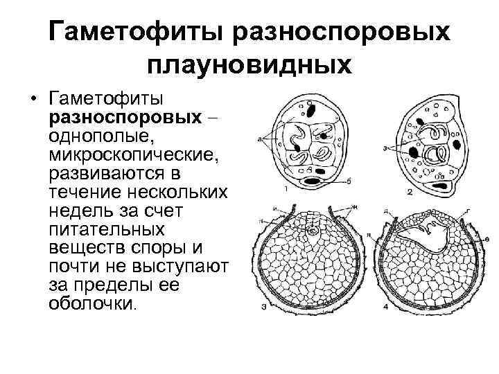 Гаметофиты разноспоровых плауновидных • Гаметофиты разноспоровых однополые, микроскопические, развиваются в течение нескольких недель за