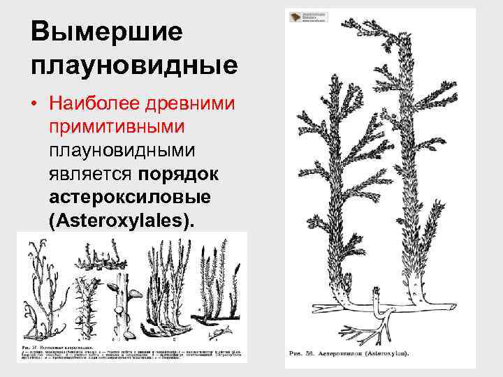 Вымершие плауновидные • Наиболее древними примитивными плауновидными является порядок астероксиловые (Asteroxylales). 