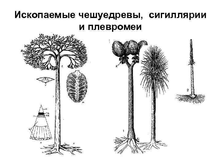 Ископаемые чешуедревы, сигиллярии и плевромеи 