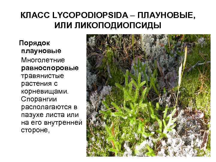 КЛАСС LYCOPODIOPSIDA ПЛАУНОВЫЕ, ИЛИ ЛИКОПОДИОПСИДЫ Порядок плауновые Многолетние равноспоровые травянистые растения c корневищами. Спорангии