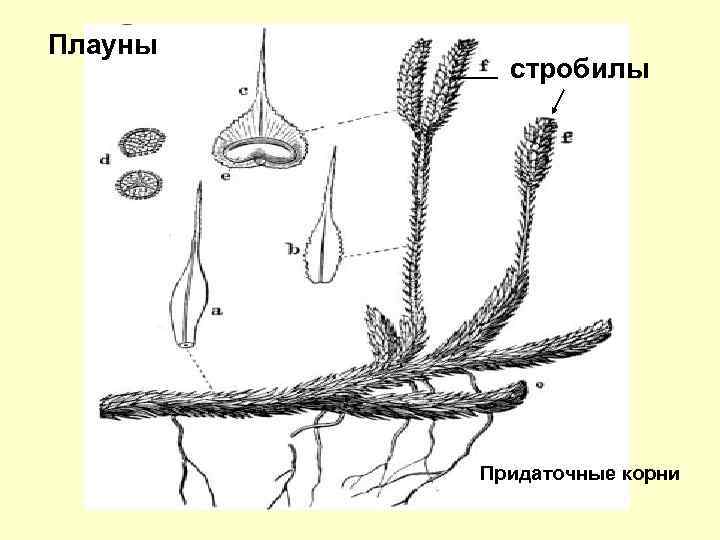 Плауны стробилы Придаточные корни 