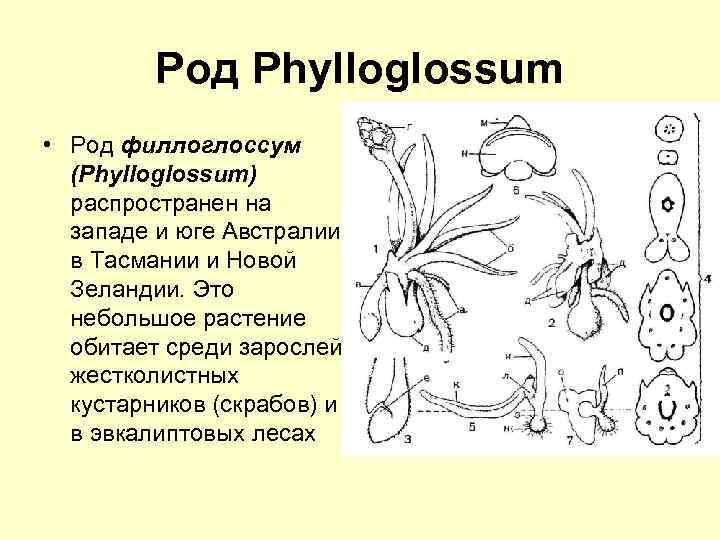 Род Phylloglossum • Род филлоглоссум (Phylloglossum) распространен на западе и юге Австралии, в Тасмании