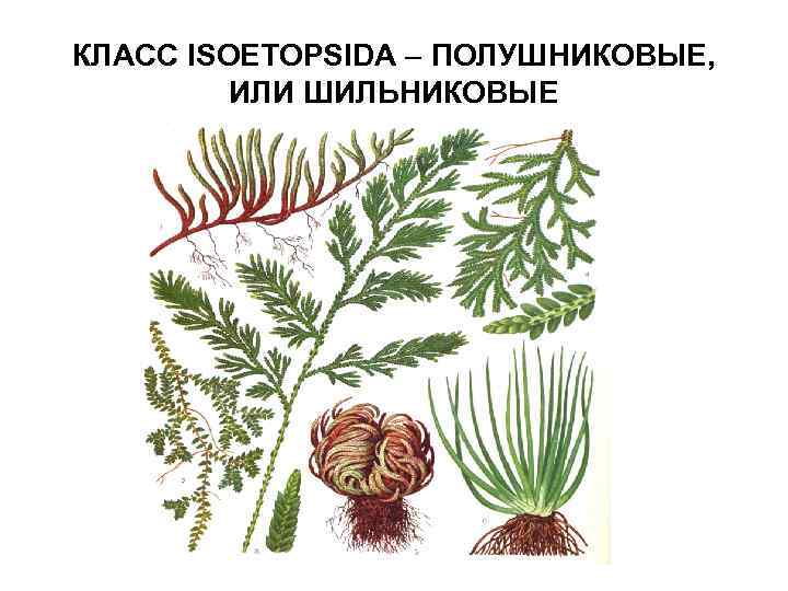 КЛАСС ISOETOPSIDA ПОЛУШНИКОВЫЕ, ИЛИ ШИЛЬНИКОВЫЕ 