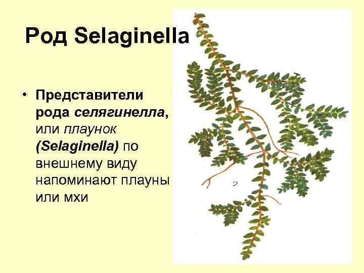 Род Selaginella • Представители рода селягинелла, или плаунок (Selaginella) по внешнему виду напоминают плауны