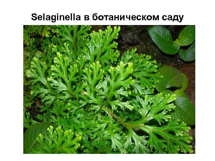 Selaginella в ботаническом саду 