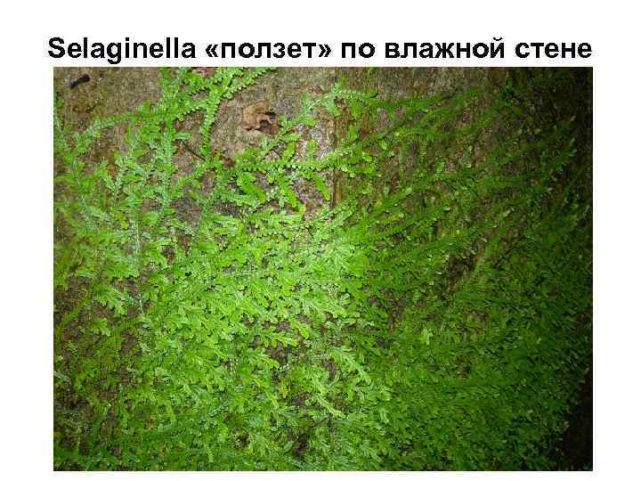 Selaginella «ползет» по влажной стене 