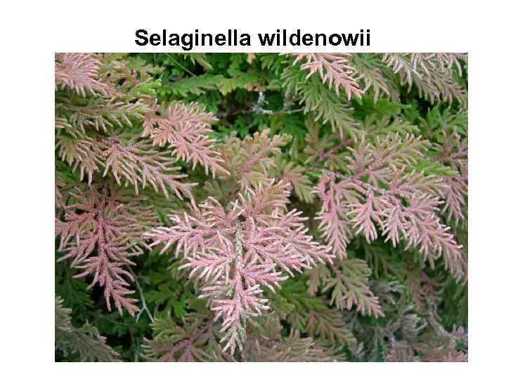 Selaginella wildenowii 