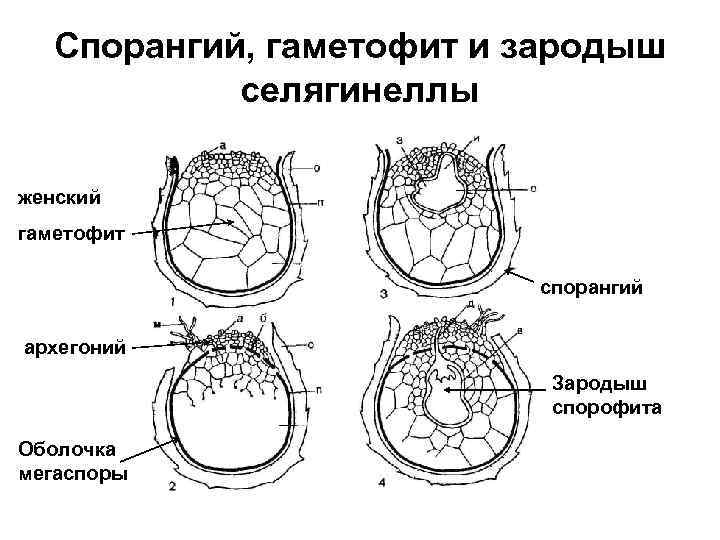 Спорангий, гаметофит и зародыш селягинеллы женский гаметофит cпорангий архегоний Зародыш спорофита Оболочка мегаспоры 