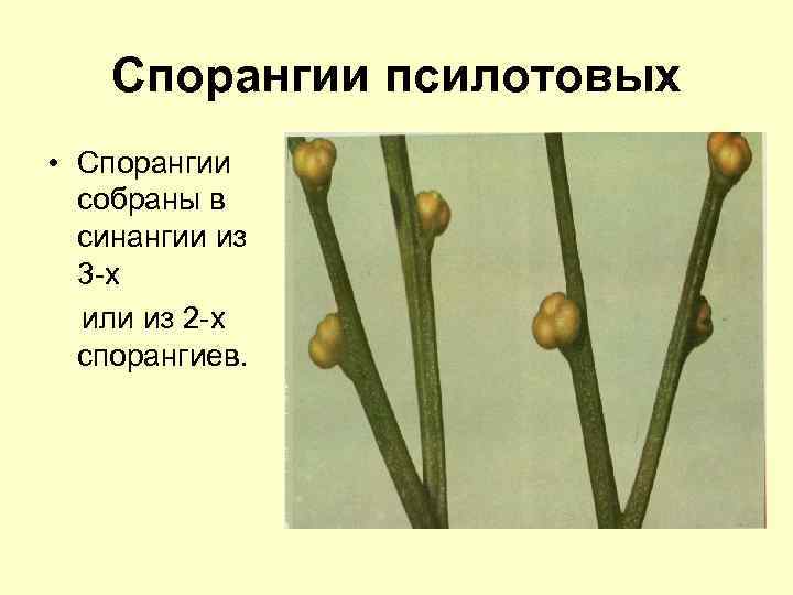 Спорангии псилотовых • Спорангии собраны в синангии из 3 -х или из 2 -х