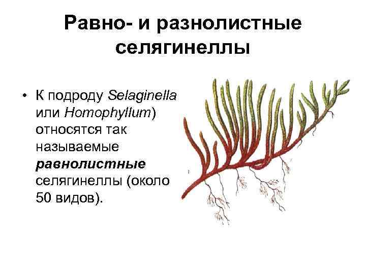 Равно- и разнолистные селягинеллы • К подроду Selaginella или Homophyllum) относятся так называемые равнолистные