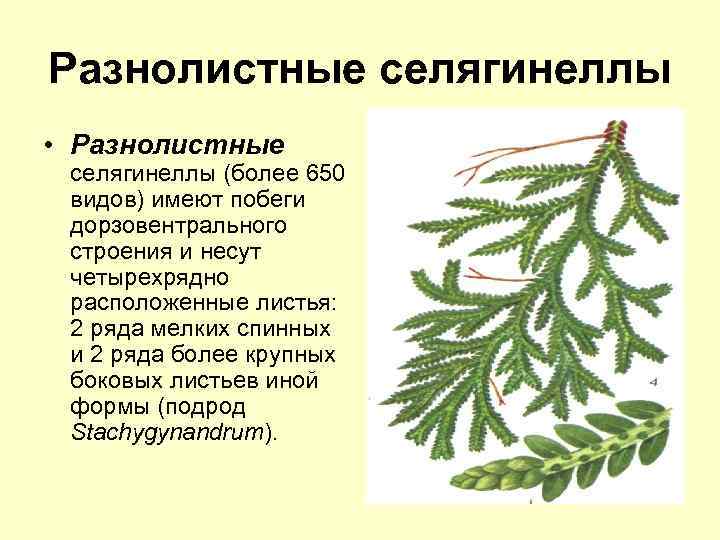 Разнолистные селягинеллы • Разнолистные селягинеллы (более 650 видов) имеют побеги дорзовентрального строения и несут