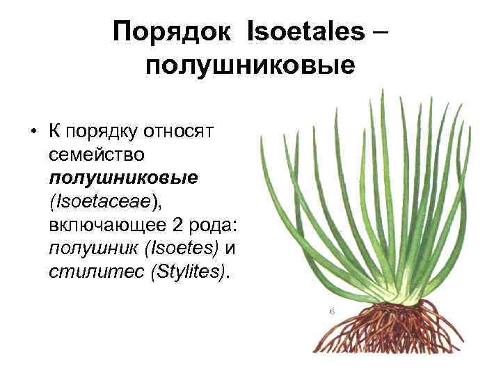 Порядок Isoetales полушниковые • К порядку относят семейство полушниковые (Isoetaceae), включающее 2 рода: полушник