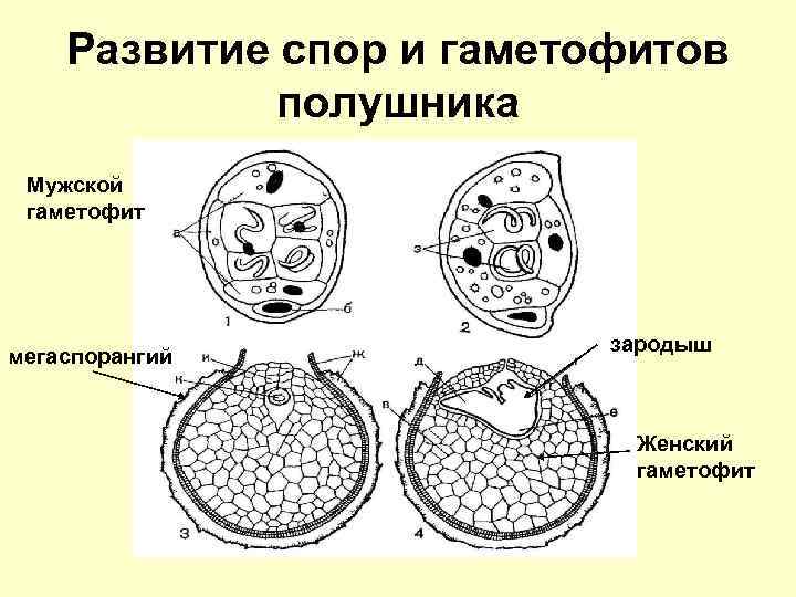 Развитие спор и гаметофитов полушника Мужской гаметофит мегаспорангий зародыш Женский гаметофит 