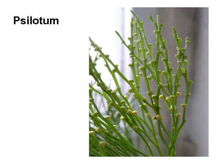 Psilotum 