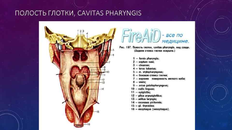 ПОЛОСТЬ ГЛОТКИ, CAVITAS PHARYNGIS 