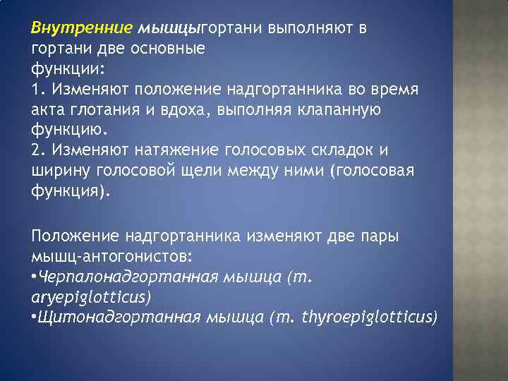 Внутренние мышцыгортани выполняют в гортани две основные функции: 1. Изменяют положение надгортанника во время