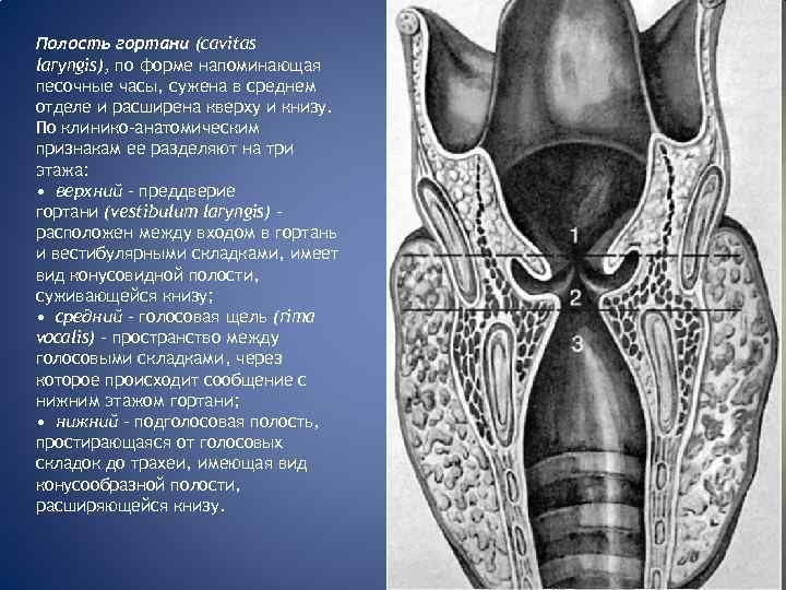 Полость гортани (cavitas laryngis), по форме напоминающая песочные часы, сужена в среднем отделе и