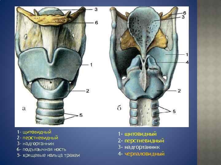 Анатомия горла и гортани человека фото